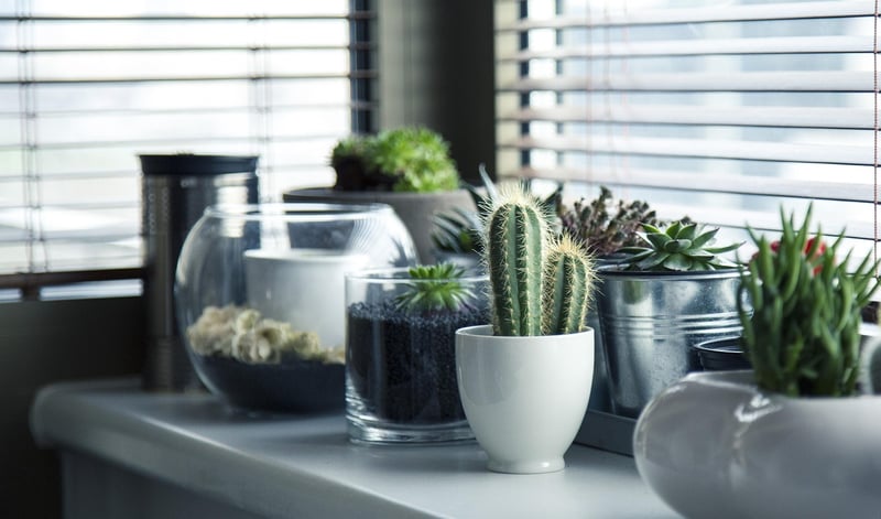 Green Living Ideas